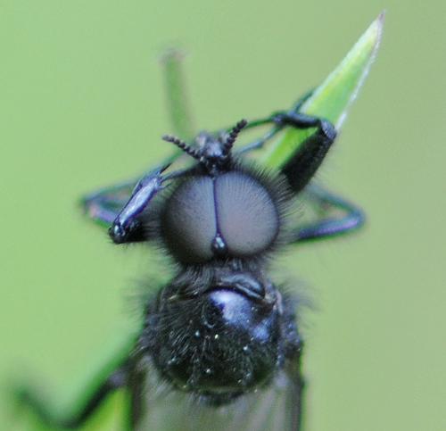 Bibio marci